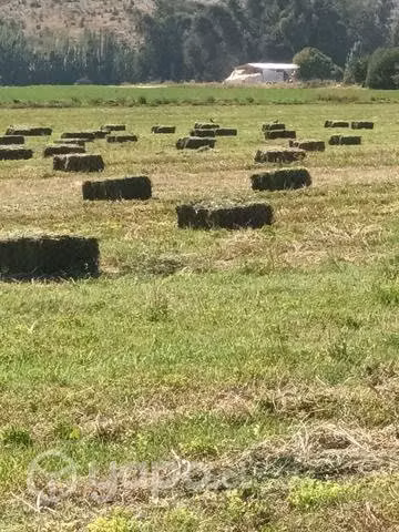 Fardos de alfalfa tercer corte