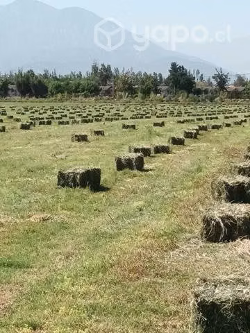 Fardos de alfalfa tercer corte