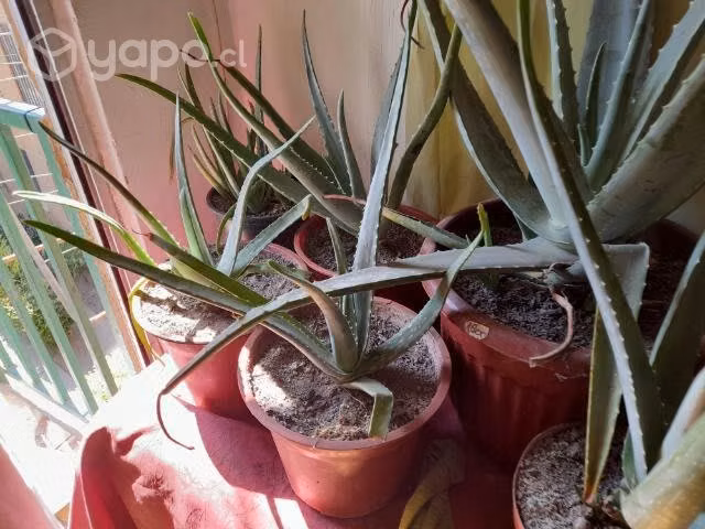 Perfectas Aloe Vera