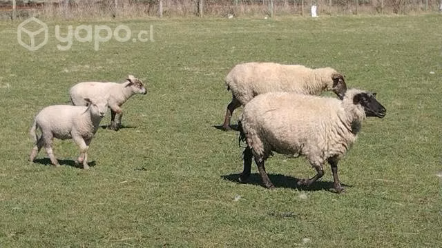 Venta. De lote de ovejas. Con sus crías.