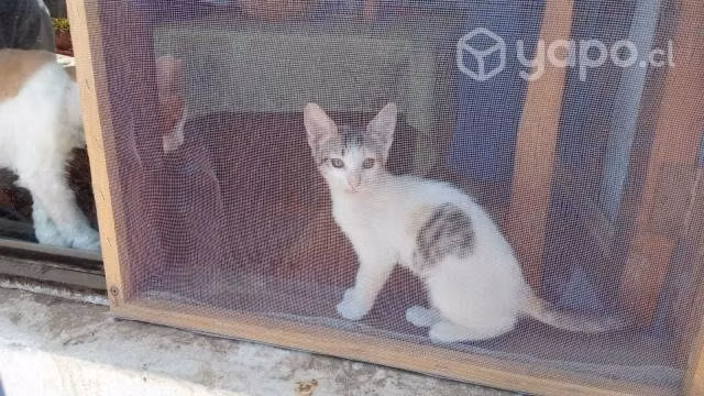 Regalo gatita a domicilio