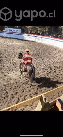Caballo corriendo inscrito - Imagen 3