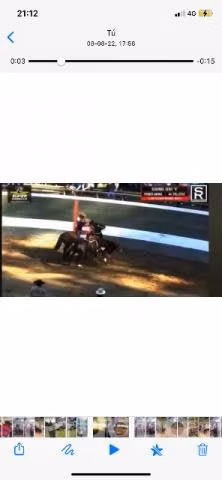 Caballo corriendo inscrito