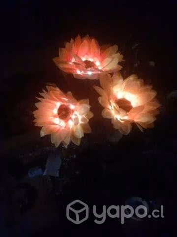 Flores solares