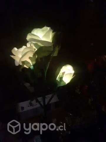 Flores solares