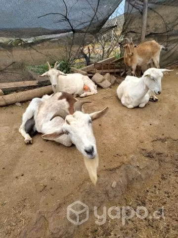 ganado lechero