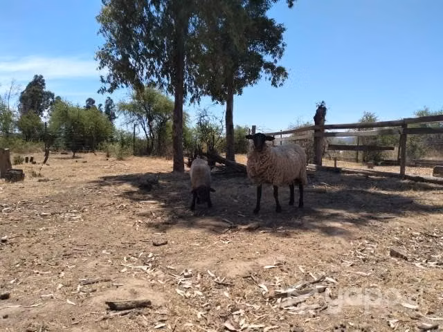 Oveja parida
