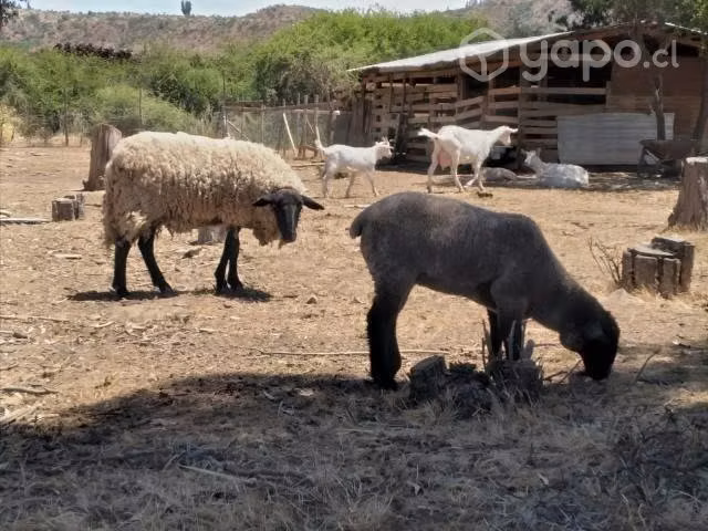 Oveja parida
