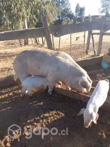 Cerdo y chancha