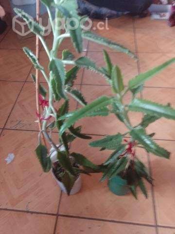 Plantas ropa - Imagen 4