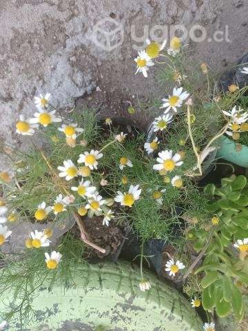 Plantas ropa - Imagen 3