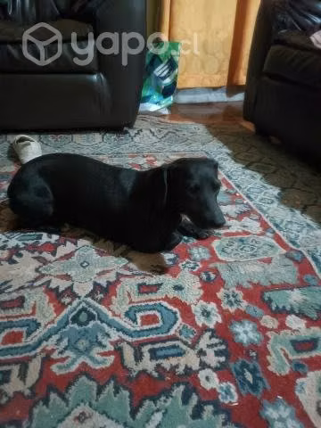 Perro salchicha