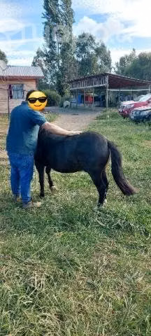 Potrito pony