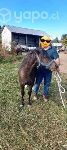 Potrito pony