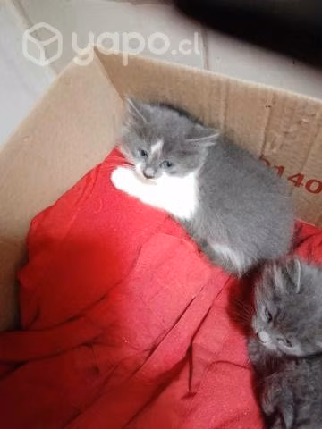 Gatitos en adopción