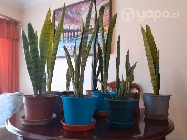 Plantas Sansevieras ( lengua de suegra)