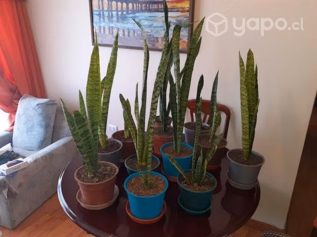 Plantas Sansevieras ( lengua de suegra)