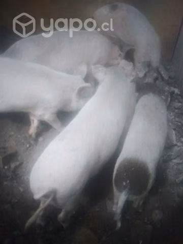 Chanchos capado - Imagen 2