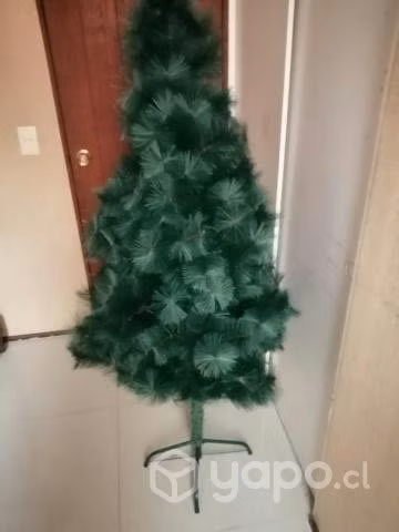 Pino de pascua - Imagen 2