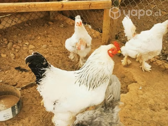 Gallinas brahama y mapuches