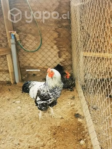 Gallinas brahama y mapuches - Imagen 3
