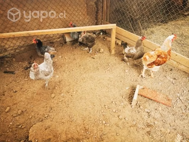 Gallinas brahama y mapuches - Imagen 4