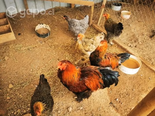 Gallinas brahama y mapuches - Imagen 2