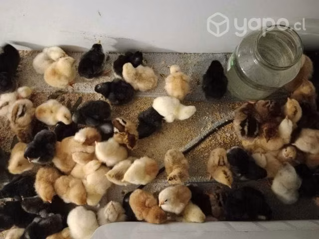 Pollitos de campo