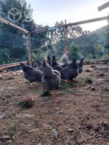 Pollitos de campo