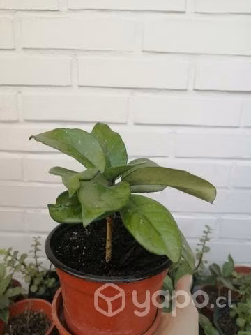 Platas Clepia o Flor de cera