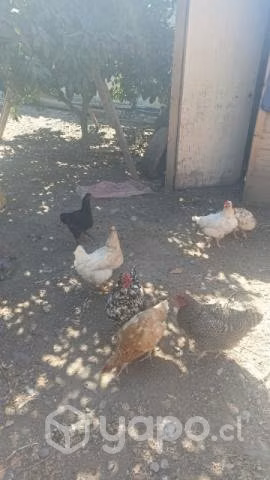 Gallinas de campo y conchinchinas enanas