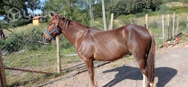 caballo
