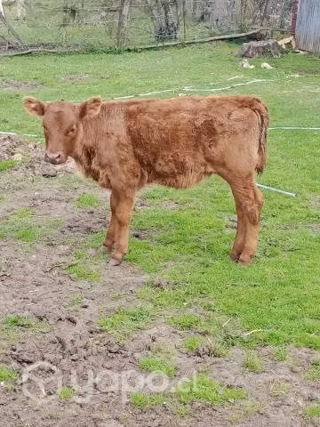 Hembra y macho