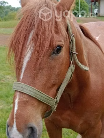 Excelente caballo monturero - Imagen 4