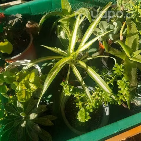 Plantas de Interior