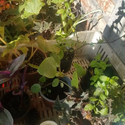 Plantas de Interior
