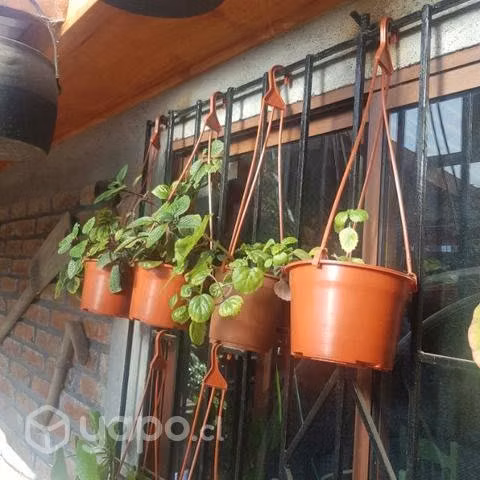 Plantas de Interior