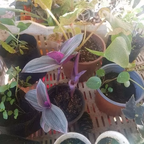 Plantas de Interior