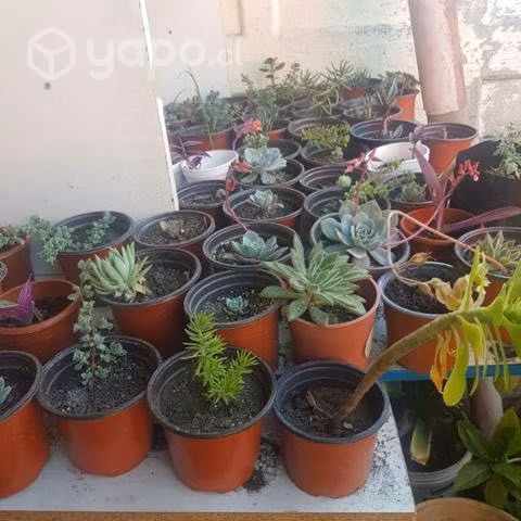 Plantas de Interior