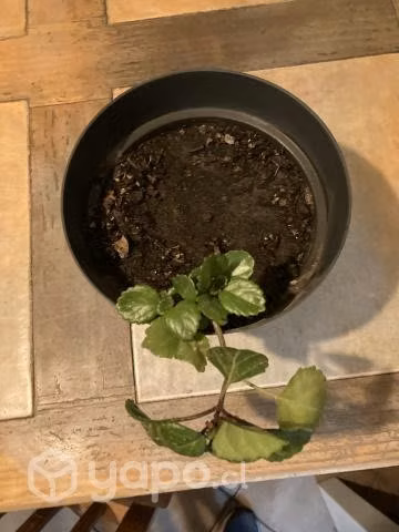 Jade, dólar, Aloevera kalanchoe