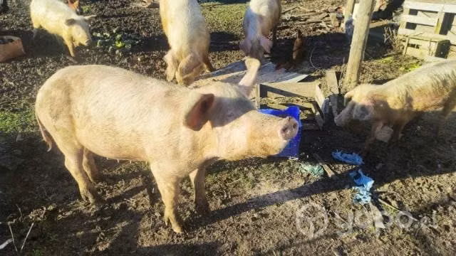 Chanchos