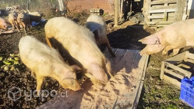 Chanchos