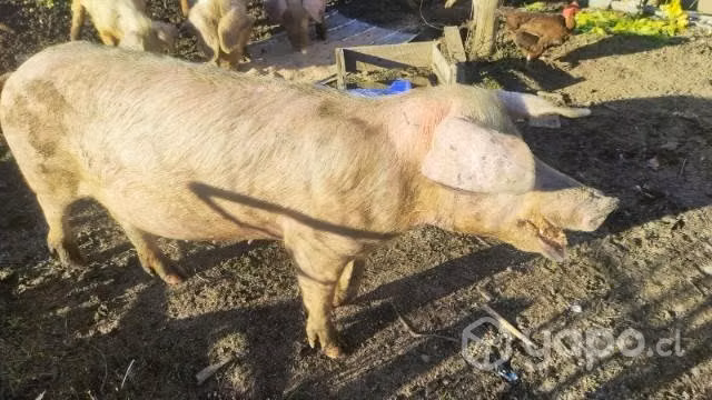 Chanchos