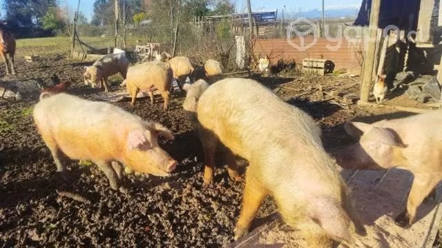 Chanchos