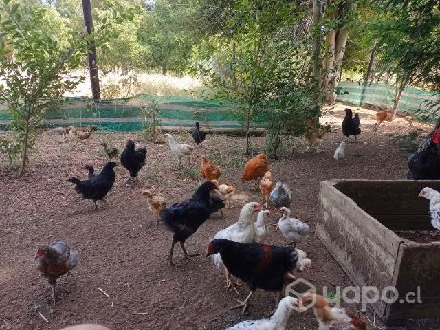 Pack pollos criollos 10 unidades