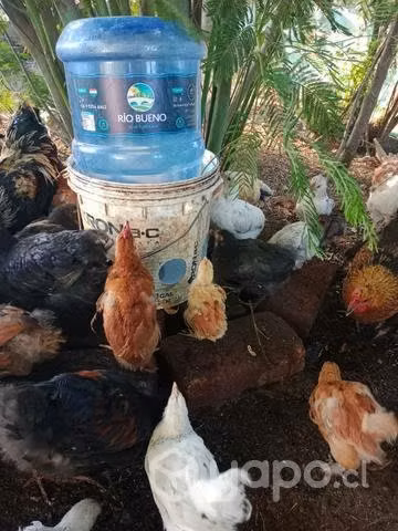 Pack pollos criollos 10 unidades