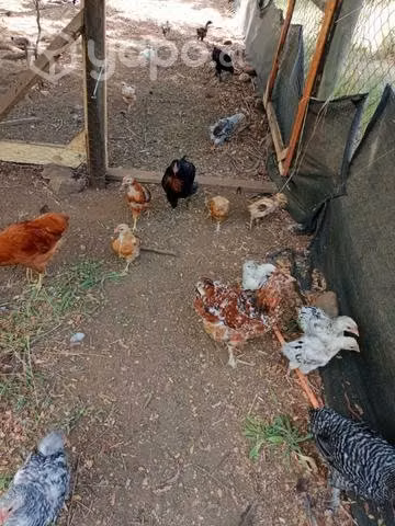 Pack pollos criollos 10 unidades