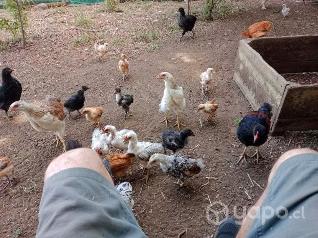 Pack pollos criollos 10 unidades