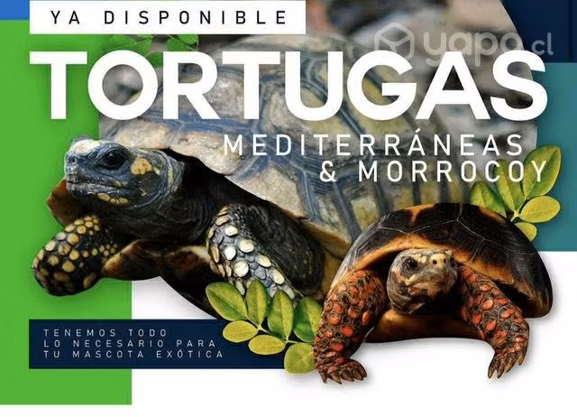 Tortugas de Tierra, Morrocoy y Mediterráneas