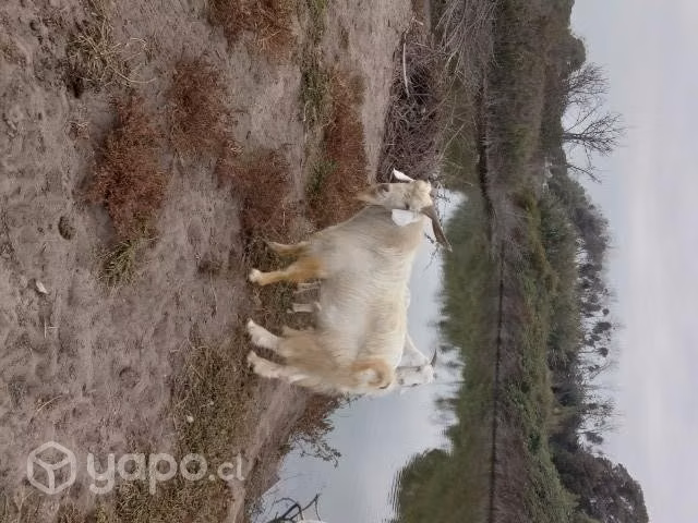 Se permuta